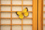 Common Grass Yellow Butterfly 3D Puzzle, Bring Nature Home