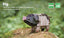 Voices of Nature, Pig