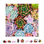 ZenChalet - Succulent Sensation Wooden Puzzle, 500 Pcs