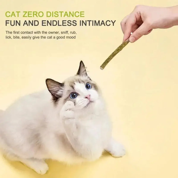 6PCS Natural Matatabi Cat Sticks – Silvervine Teeth Cleaning Treat & Cat Chew Toy