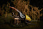 Hercules Beetle 3D Puzzle, Bring Nature Home