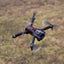 Rage RC - Stinger BL FPV Drone with 1080p HD Camera