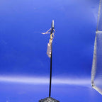 Black and white dog earrings